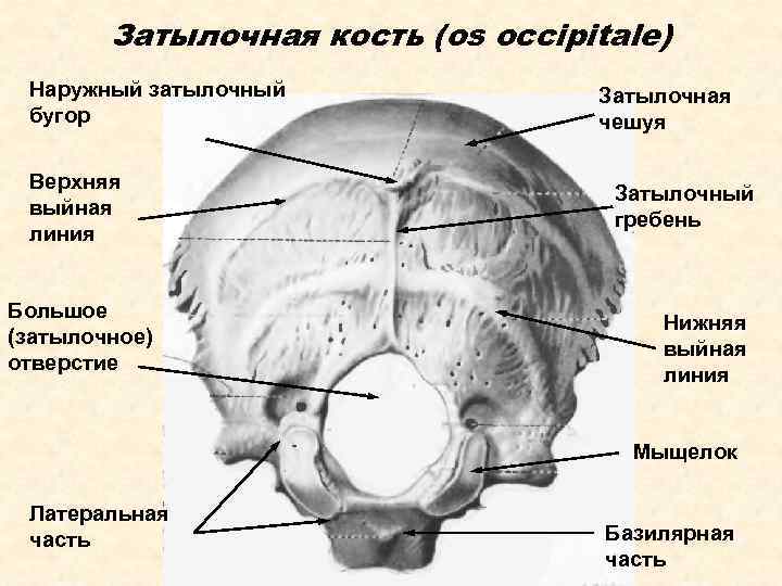 Затылочная кость (os occipitale) Наружный затылочный бугор Верхняя выйная линия Большое (затылочное) отверстие Затылочная