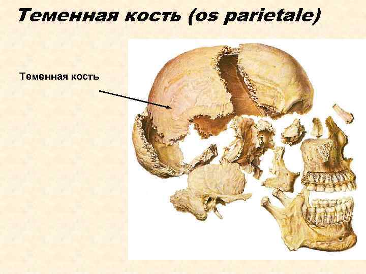 Теменная кость (os parietale) Теменная кость 