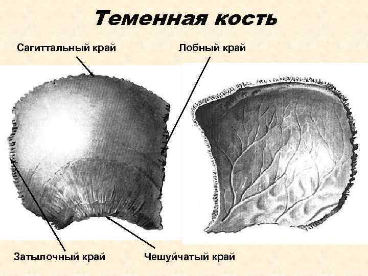 Теменная кость Сагиттальный край Затылочный край Лобный край Чешуйчатый край 