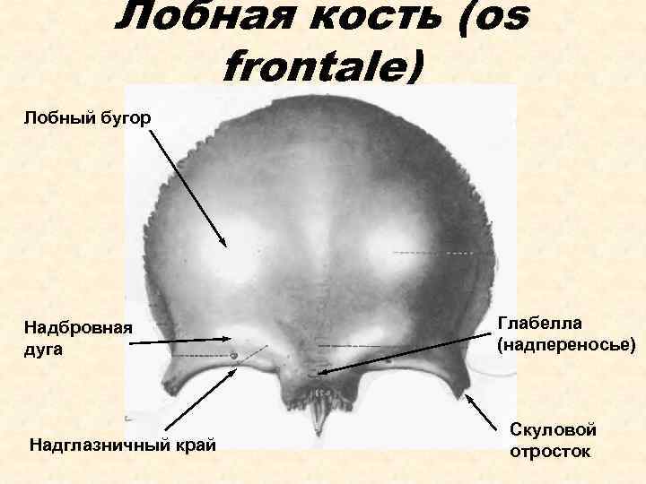 Лобная кость (os frontale) Лобный бугор Надбровная дуга Надглазничный край Глабелла (надпереносье) Скуловой отросток