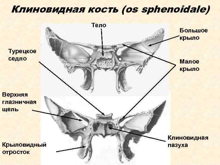 Клиновидная кость (os sphenoidale) Тело Турецкое седло Большое крыло Малое крыло Верхняя глазничная щель