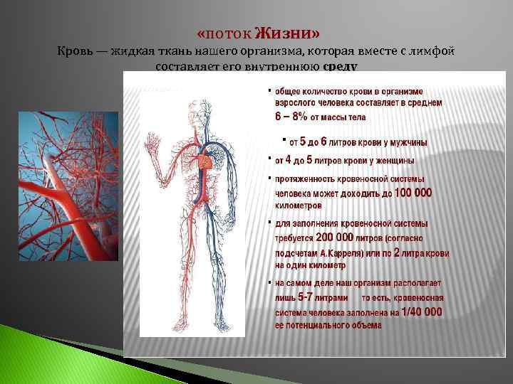 Систему интересным фактом. Протяженность кровеносной системы человека. Интересные факты о кровеносной системе. Факты о кровеносной системе человека. Кровеносные сосуды интересные факты.