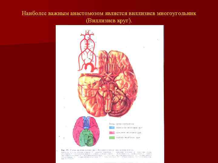 Наиболее важным анастомозом является виллизиев многоугольник (Виллизиев круг). 
