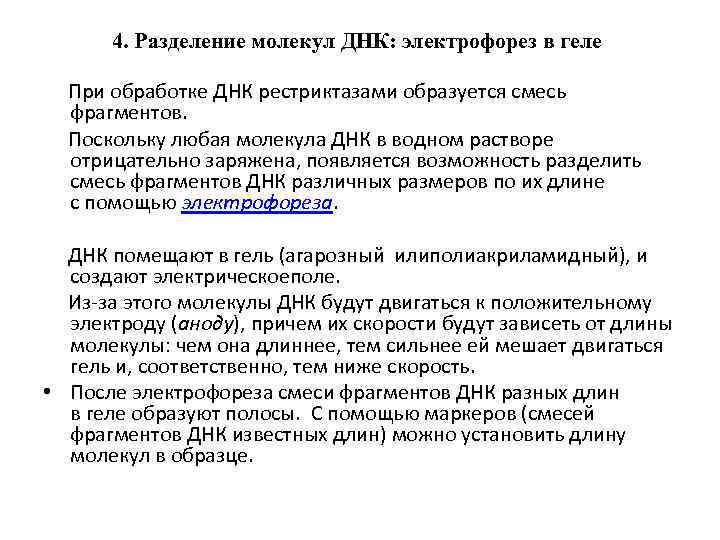 4. Разделение молекул ДНК: электрофорез в геле При обработке ДНК рестриктазами образуется смесь фрагментов.