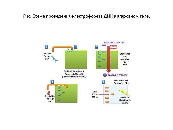 Рис. Схема проведения электрофореза ДНК в агарозном геле. 