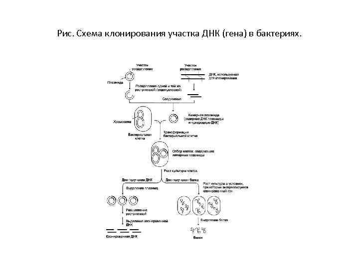 Рис. Схема клонирования участка ДНК (гена) в бактериях. 