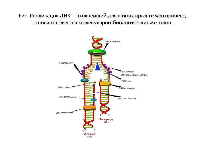 Рис. Репликация ДНК — важнейший для живых организмов процесс, основа множества молекулярно-биологических методов. 