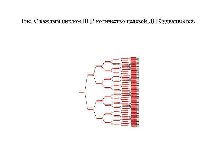 Рис. С каждым циклом ПЦР количество целевой ДНК удваивается. 