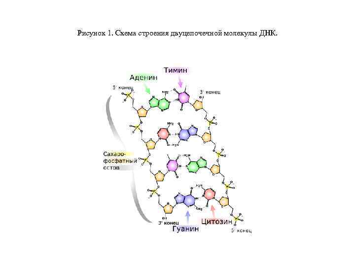 Рисунок 1. Схема строения двуцепочечной молекулы ДНК. 