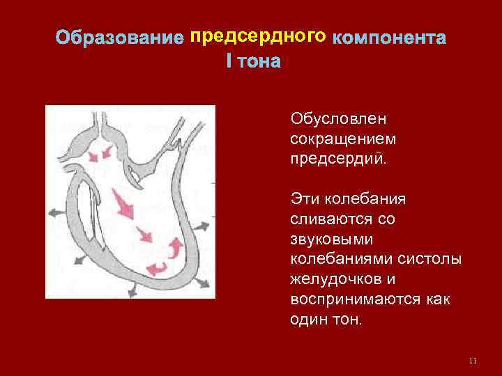 Образование предсердного компонента I тона Обусловлен сокращением предсердий. Эти колебания сливаются со звуковыми колебаниями
