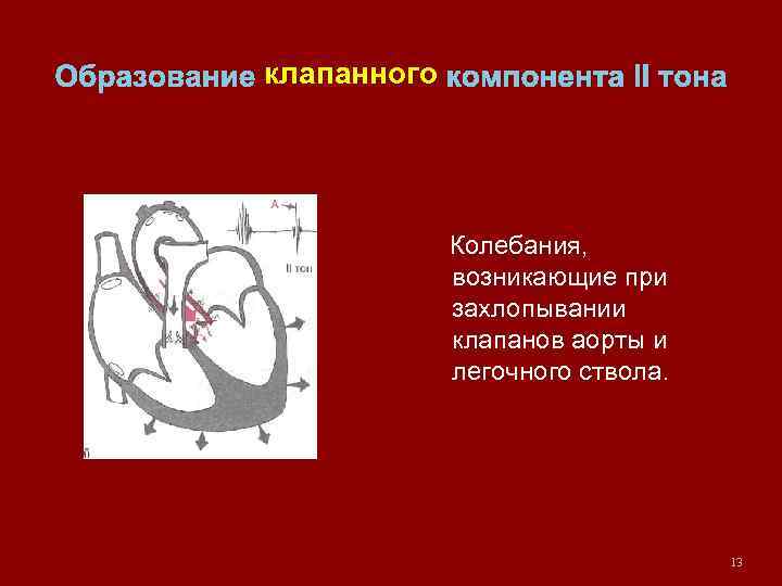 Образование клапанного компонента II тона Колебания, возникающие при захлопывании клапанов аорты и легочного ствола.