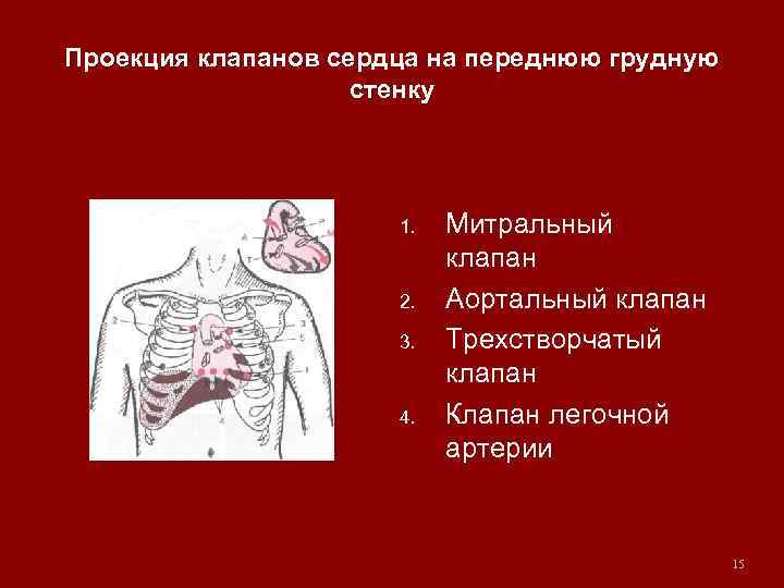 Проекция клапанов сердца на переднюю грудную стенку 1. 2. 3. 4. Митральный клапан Аортальный