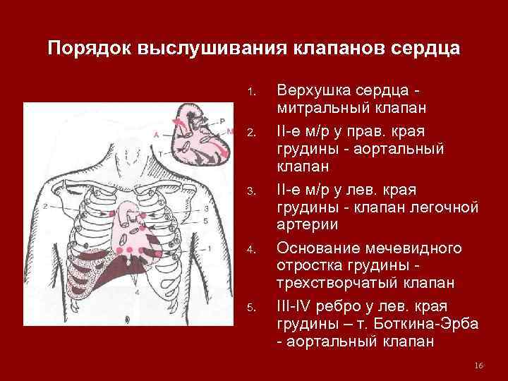 Порядок выслушивания клапанов сердца 1. 2. 3. 4. 5. Верхушка сердца митральный клапан II-е