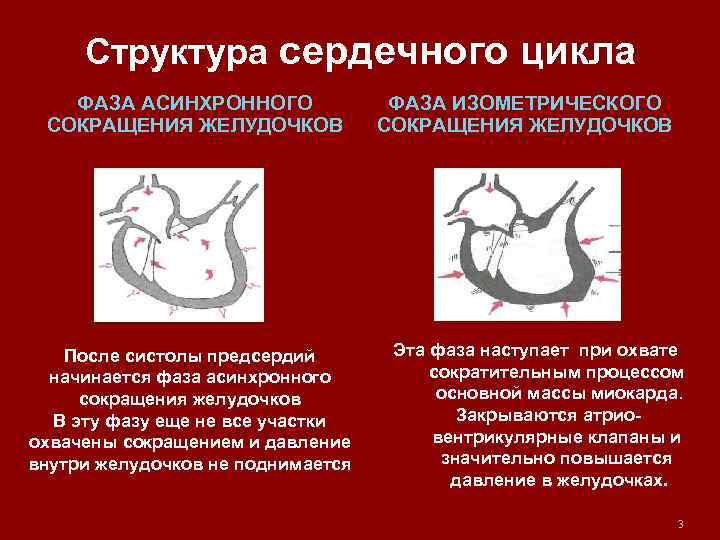 Структура сердечного цикла ФАЗА АСИНХРОННОГО СОКРАЩЕНИЯ ЖЕЛУДОЧКОВ После систолы предсердий начинается фаза асинхронного сокращения
