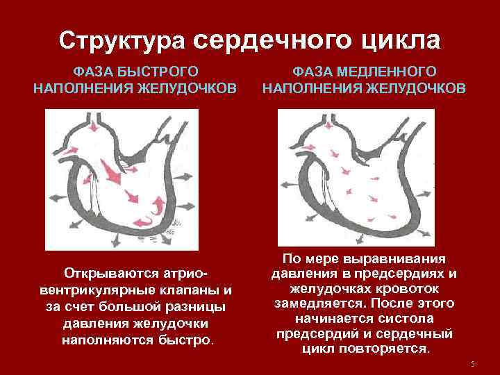 Структура сердечного цикла ФАЗА БЫСТРОГО НАПОЛНЕНИЯ ЖЕЛУДОЧКОВ ФАЗА МЕДЛЕННОГО НАПОЛНЕНИЯ ЖЕЛУДОЧКОВ Открываются атриовентрикулярные клапаны