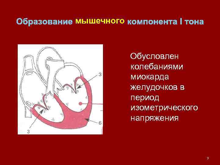 Образование мышечного компонента I тона Обусловлен колебаниями миокарда желудочков в период изометрического напряжения 9