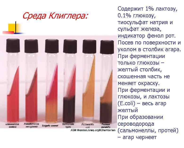 Среда Клиглера: Содержит 1% лактозу, 0. 1% глюкозу, тиосульфат натрия и сульфат железа, индикатор