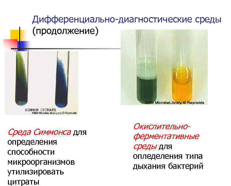 Дифференциально-диагностические среды (продолжение) Среда Симмонса для определения способности микроорганизмов утилизировать цитраты Окислительноферментативные среды для