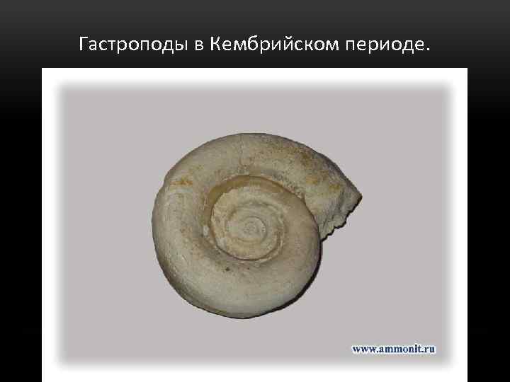 Гастроподы в Кембрийском периоде. 