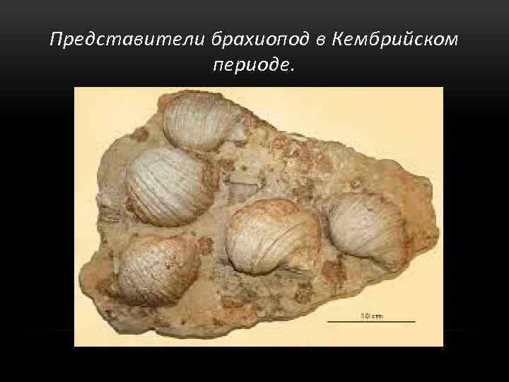 Представители брахиопод в Кембрийском периоде. 