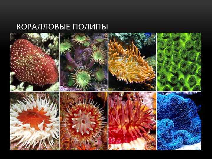 КОРАЛЛОВЫЕ ПОЛИПЫ 