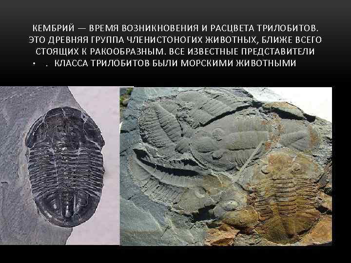 КЕМБРИЙ — ВРЕМЯ ВОЗНИКНОВЕНИЯ И РАСЦВЕТА ТРИЛОБИТОВ. ЭТО ДРЕВНЯЯ ГРУППА ЧЛЕНИСТОНОГИХ ЖИВОТНЫХ, БЛИЖЕ ВСЕГО