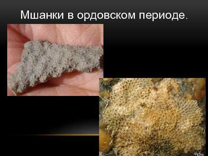 Мшанки в ордовском периоде. 