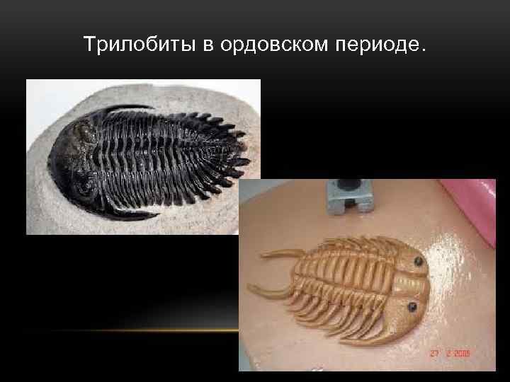 Трилобиты в ордовском периоде. 