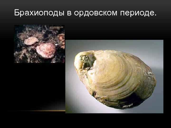 Брахиоподы в ордовском периоде. 