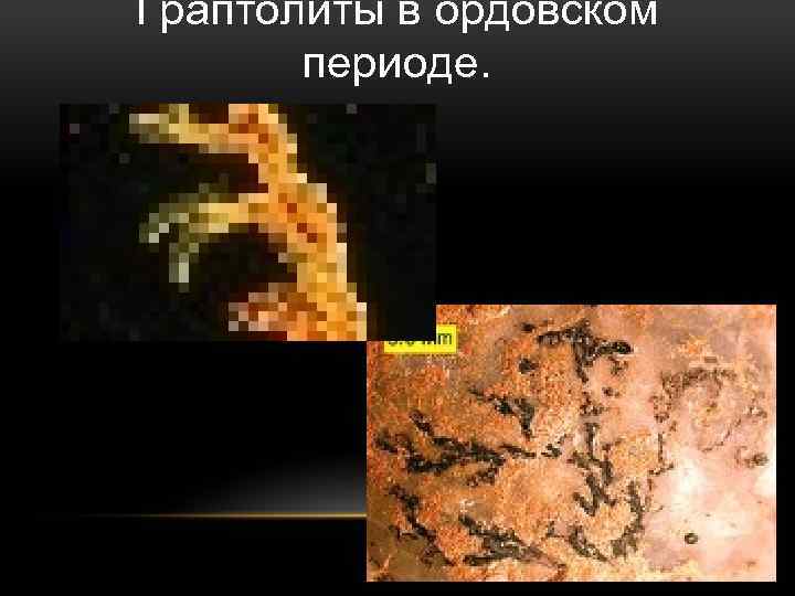 Граптолиты в ордовском периоде. 