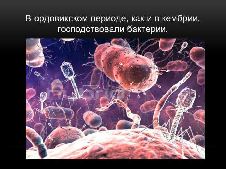 В ордовикском периоде, как и в кембрии, господствовали бактерии. 
