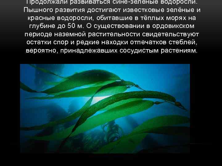 Продолжали развиваться сине-зелёные водоросли. Пышного развития достигают известковые зелёные и красные водоросли, обитавшие в