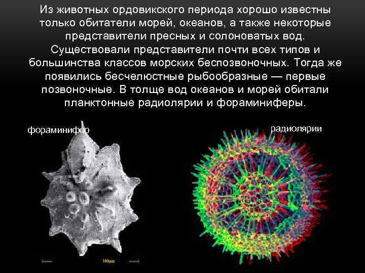 Из животных ордовикского периода хорошо известны только обитатели морей, океанов, а также некоторые представители