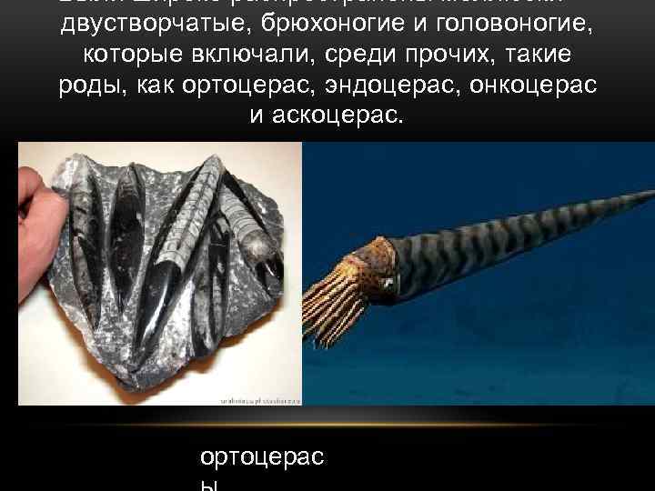 Были широко распространены моллюски — двустворчатые, брюхоногие и головоногие, которые включали, среди прочих, такие