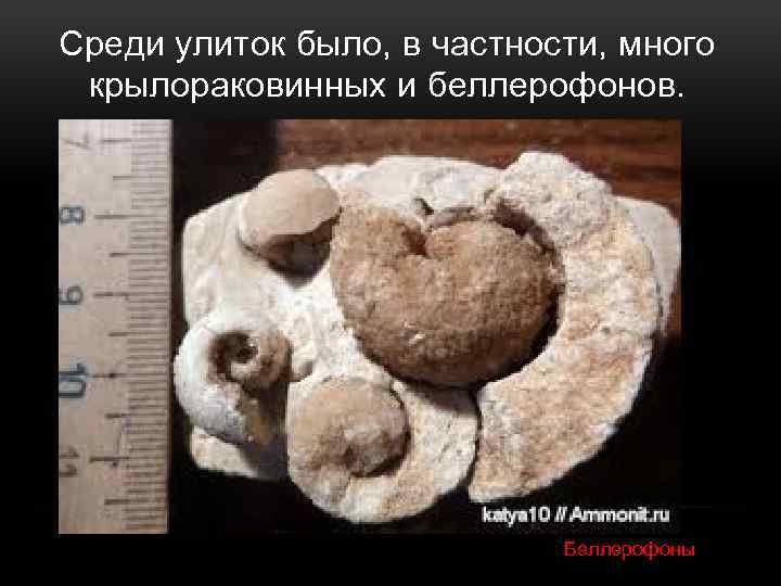Среди улиток было, в частности, много крылораковинных и беллерофонов. Беллерофоны 