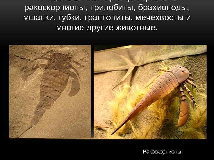 В ордовике были распространены ракоскорпионы, трилобиты, брахиоподы, мшанки, губки, граптолиты, мечехвосты и многие другие