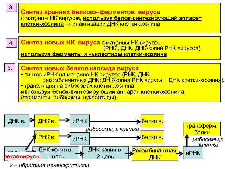3. Синтез «ранних белков» -ферментов вируса с матрицы НК вирусов, используя белок-синтезирующий аппарат клетки-хозяина