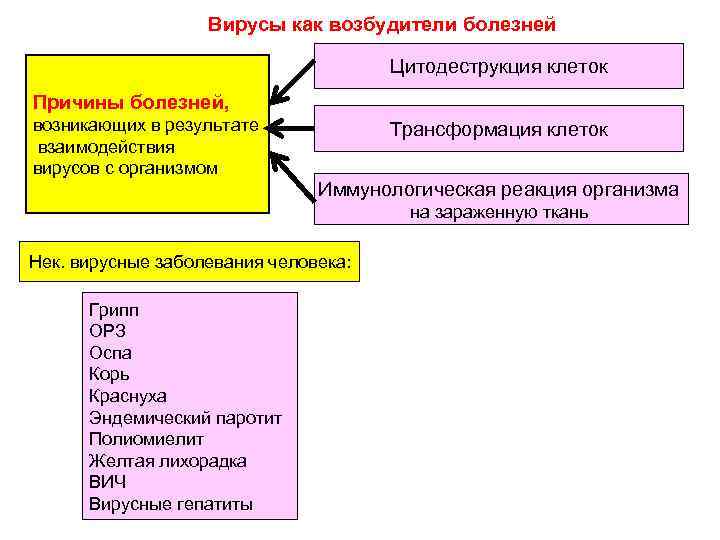 Вирусы как возбудители болезней Цитодеструкция клеток Причины болезней, возникающих в результате взаимодействия вирусов с
