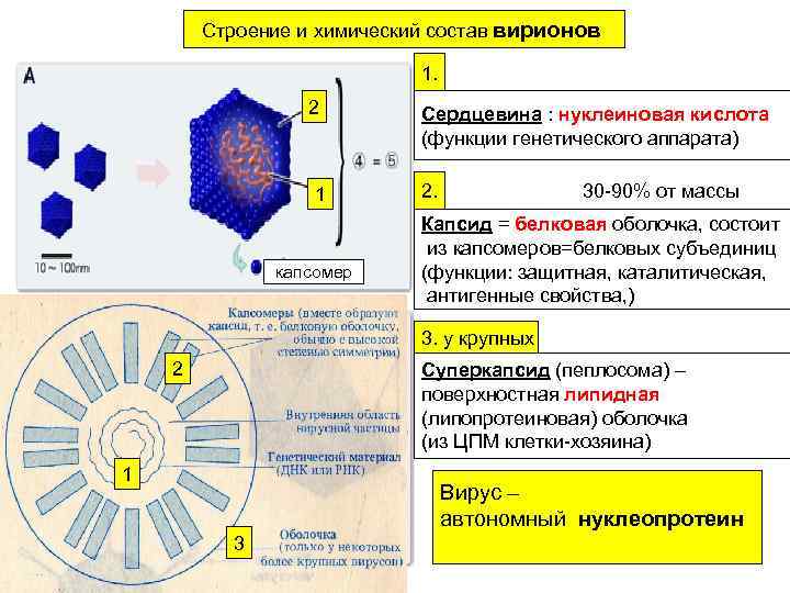 Строение и химический состав вирионов 1. 2 Сердцевина : нуклеиновая кислота (функции генетического аппарата)