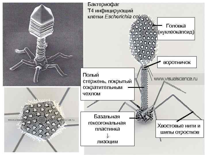 Бактериофаг Т 4 инфицирующий клетки Escherichia col Головка (нуклеокапсид) воротничок Полый стержень, покрытый сократительным
