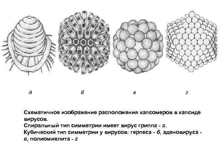 a б в г Схематичное изображение расположения капсомеров в капсиде вирусов. Спиральный тип симметрии