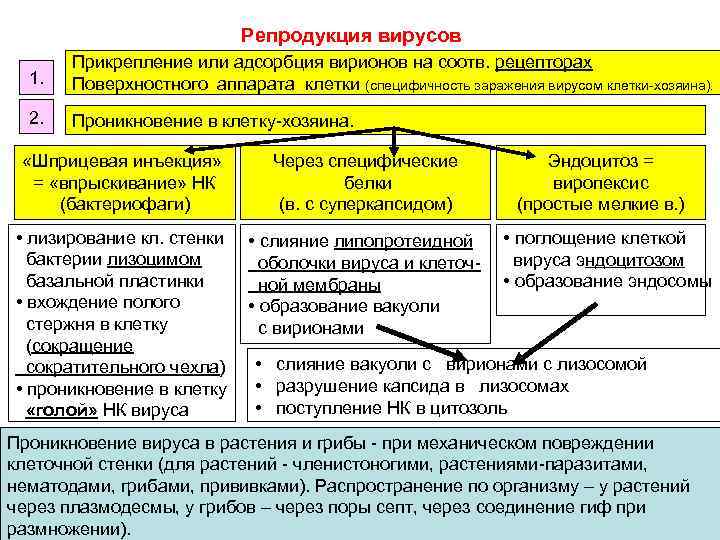 Репродукция вирусов 1. Прикрепление или адсорбция вирионов на соотв. рецепторах Поверхностного аппарата клетки (специфичность