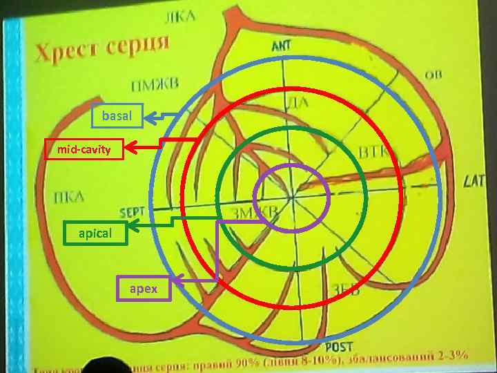 basal mid-cavity apical apex 