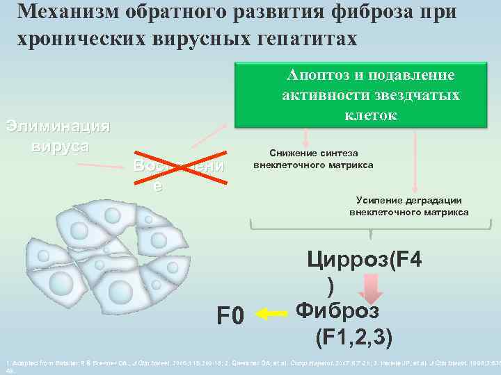 Механизм обратного развития фиброза при хронических вирусных гепатитах Апоптоз и подавление активности звездчатых клеток