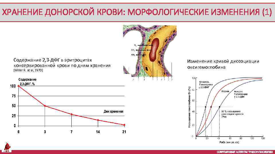 ХРАНЕНИЕ ДОНОРСКОЙ КРОВИ: МОРФОЛОГИЧЕСКИЕ ИЗМЕНЕНИЯ (1) Содержание 2, 3 -ДФГ в эритроцитах консервированной крови