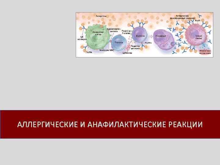 АЛЛЕРГИЧЕСКИЕ И АНАФИЛАКТИЧЕСКИЕ РЕАКЦИИ 
