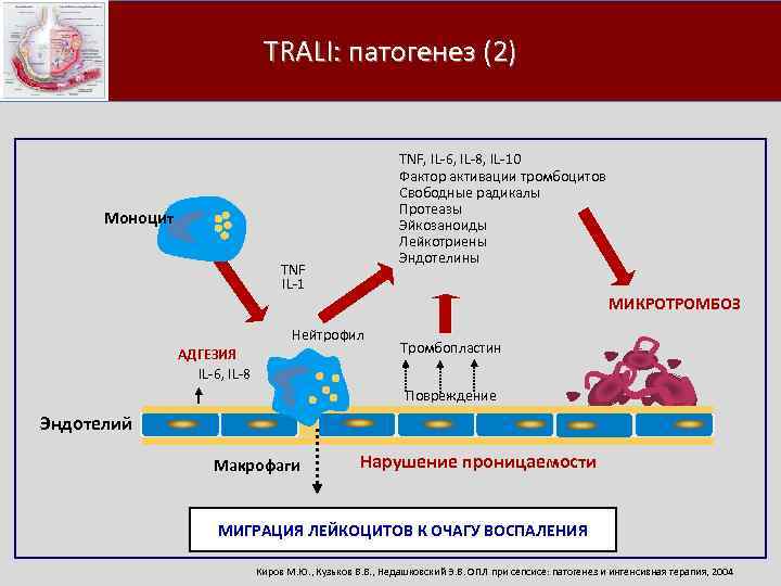 TRALI: патогенез (2) TNF, IL 6, IL 8, IL 10 Фактор активации тромбоцитов Свободные