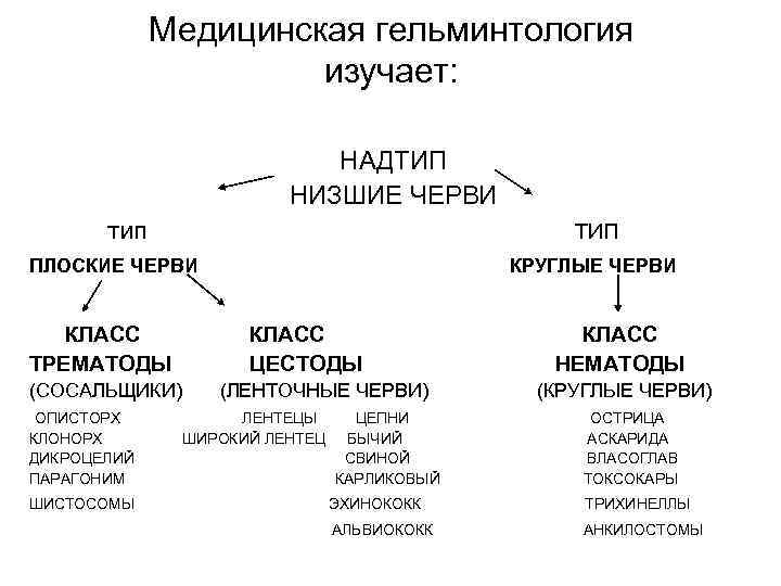 Медицинская гельминтология изучает: НАДТИП НИЗШИЕ ЧЕРВИ тип ТИП ПЛОСКИЕ ЧЕРВИ КРУГЛЫЕ ЧЕРВИ КЛАСС КЛАСС