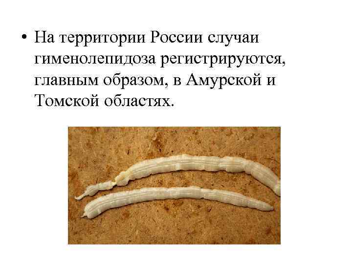  • На территории России случаи гименолепидоза регистрируются, главным образом, в Амурской и Томской