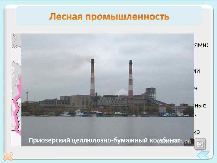 Лесная промышленность представлена всеми стадиями: заготовка, лесопиление, деревообработка. Крупнейшими комбинатами целлюлозно-бумажной промышленности являются Светлогорский,